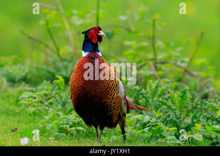 Ein männlicher Fasan close-up in der Wildnis Stockfoto