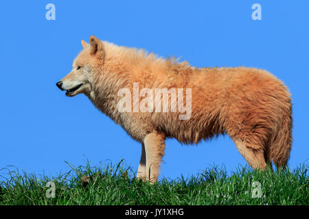 Polarwolf (Canis Lupus Arctos) auf Rasen mit blauem Himmel Stockfoto