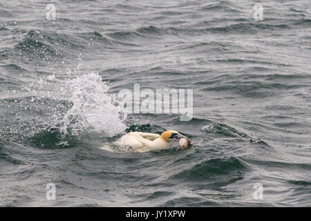 Gannets Tauchen für Fisch im Ozean Stockfoto