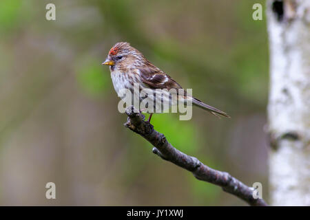 geringerer Redpoll (Acanthis Cabaret) thront auf einem Ast Stockfoto