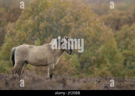 Tarpan Pferd Stockfoto