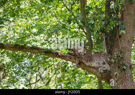 Lynx in einem Baum Stockfoto