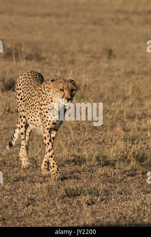 Gepardin wandern in der Masai Mara in Kenia Stockfoto