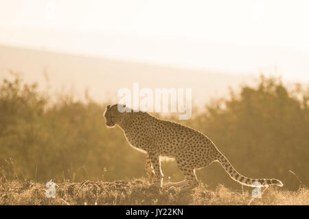 Gepardin mit Hintergrundbeleuchtung in der Masai Mara in Kenia Stockfoto