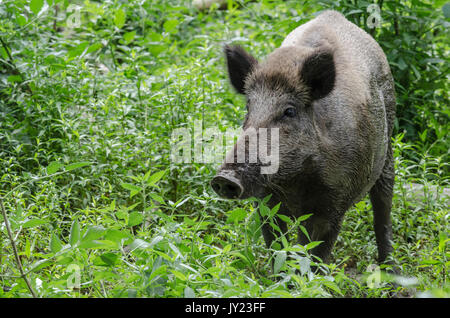 Wildschwein. Sus scrofa. Stockfoto