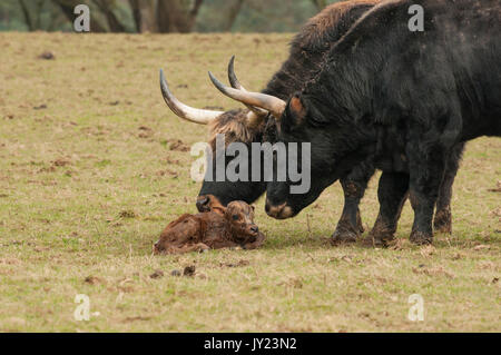 Auerochsen Stockfoto