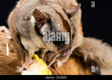 Nahaufnahme eines australischen Sugar Glider auf eine Niederlassung Essen ein Stück von Mais Stockfoto