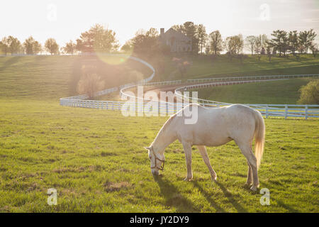 Sonnenuntergang auf einer Pferdefarm in der Bluegrass Region von Kentucky. Stockfoto