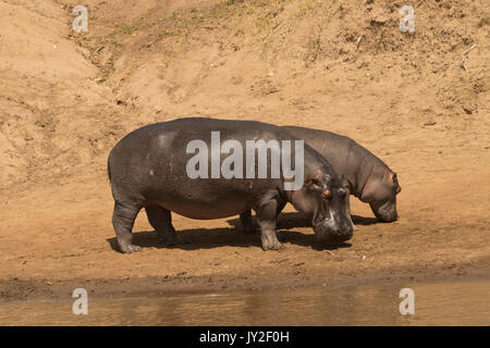 Zwei Flusspferde (Hippopotamus amphibischen) auf den Mara Fluss Ufer in der Nähe des Governors Camp in der Masai Mara in Kenia Stockfoto