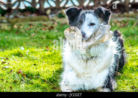 Collie spielen mit Kunststoffflasche Stockfoto