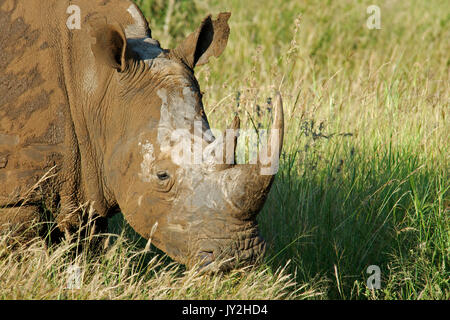 Close-up weißes Nashorn in roten Schlamm Madikwe Game Reserve Südafrika abgedeckt Stockfoto