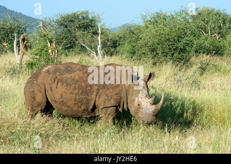 Weißes Nashorn in roten Schlamm Madikwe Game Reserve Südafrika abgedeckt Stockfoto