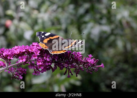 Rot Schmetterling Admiral (Vanessa Atalanta) Fütterung auf Buddleja Blumen Stockfoto