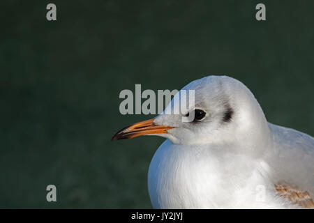 Porträt eines Jugendlichen Lachmöwe, Chroicocephalus ridibundus. Fotografiert, Dorset, England, Vereinigtes Königreich. Stockfoto