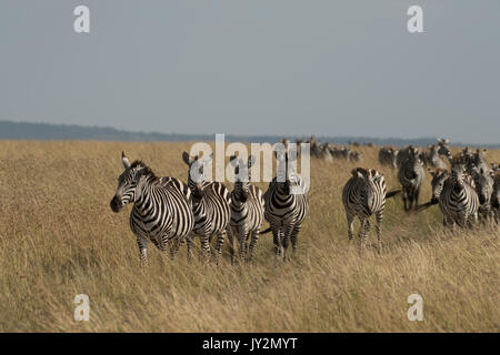 Herde von Ebenen zebra Wandern in einer langen Linie während der großen Migration in der Masai Mara in Kenia Stockfoto