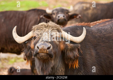 Wasserbüffel in der Herde Frontkamera Stockfoto