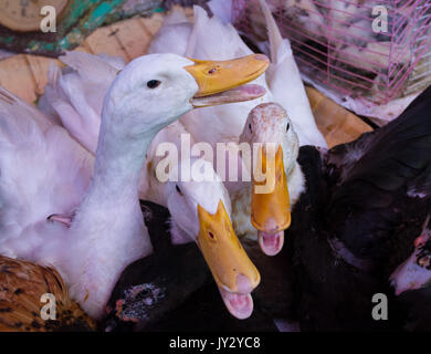 Gänse für den Verkauf in den lokalen Markt, zu Hause zum Abendessen getroffen werden. Stockfoto