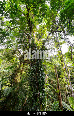 Kletterpflanzen im Wettbewerb um Sonnenlicht im Regenwald, Daintree National Park, Cape Tribulation, Far North Queensland, FNQ, QLD, Australien Stockfoto