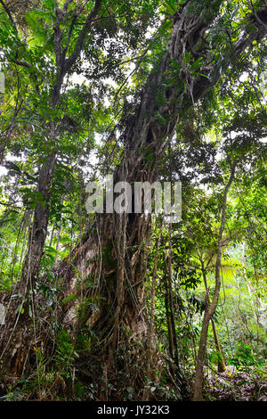 Riesige Würgefeige Baum wächst in tropischen Regenwald, Daintree National Park, Cape Tribulation, Far North Queensland, FNQ, QLD, Australien Stockfoto