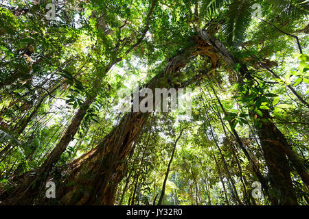 Riesige Würgefeige Baum wächst in tropischen Regenwald, Daintree National Park, Cape Tribulation, Far North Queensland, FNQ, QLD, Australien Stockfoto