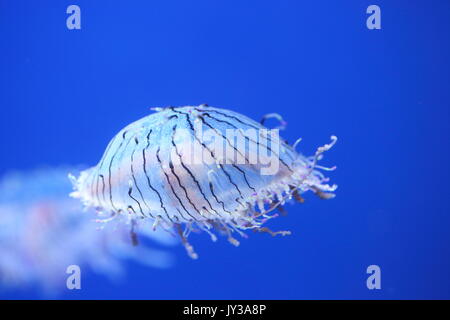 Blume hat Jelly (Olindias formosa) in Japan Stockfoto