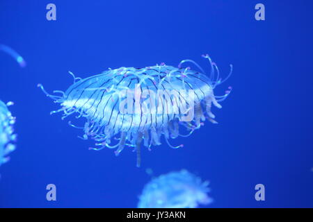 Blume hat Jelly (Olindias formosa) in Japan Stockfoto