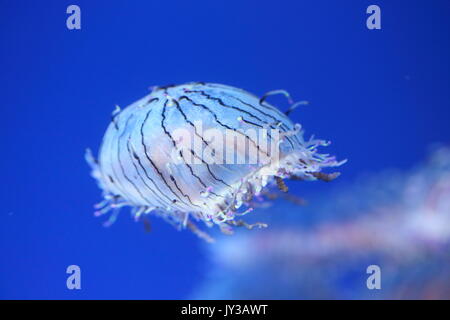 Blume hat Jelly (Olindias formosa) in Japan Stockfoto