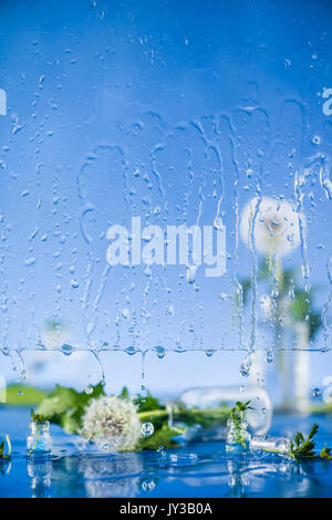 Stillleben mit Löwenzahn in einer Flasche mit Wassertropfen auf Fensterglas Stockfoto