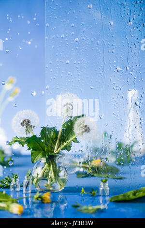 Stillleben mit Löwenzahn in einer Flasche mit Wassertropfen auf Fensterglas Stockfoto