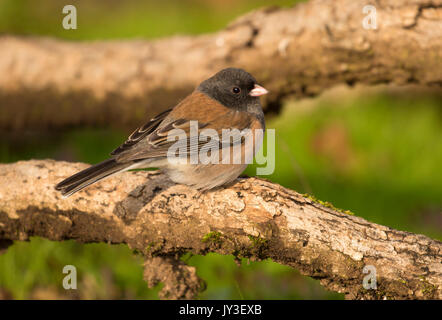 Dunkel-gemustertes Junco, William Finley National Wildlife Refuge, Oregon Stockfoto