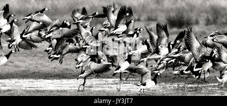 Nonnengänse steigende in Schwarz und Weiß Stockfoto