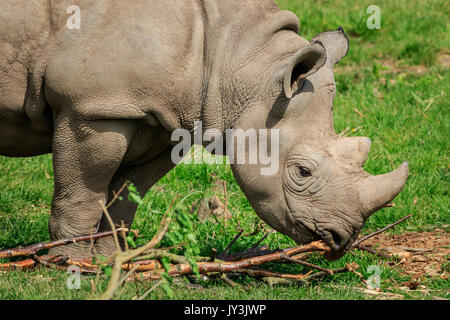 Schwarze Nashorn auf Gras close-up Stockfoto