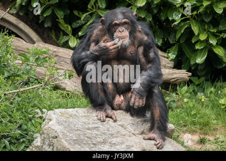 Schimpansen-Foto im lokalen zoo Stockfoto