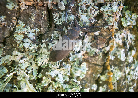 Longhorn Käfer krabbelte auf - starke Käfer und raue Rinde Stockfoto