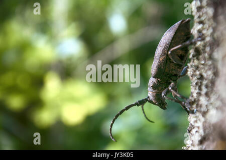 Longhorn Käfer krabbelte auf - starke Käfer und raue Rinde Stockfoto