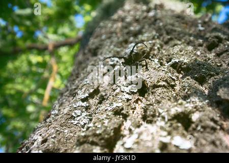 Longhorn Käfer krabbelte auf - starke Käfer und raue Rinde Stockfoto