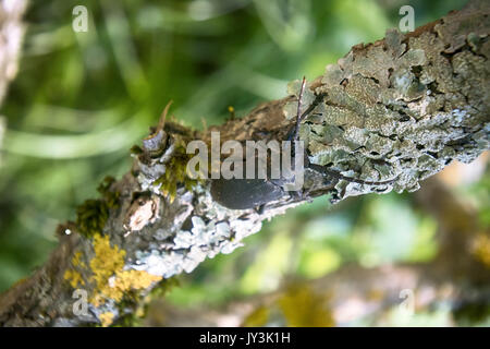 Longhorn Käfer krabbelte auf - starke Käfer und raue Rinde Stockfoto