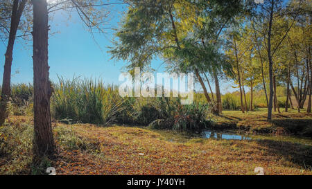 Offenen Wiese mit Bäumen nur im frühen Herbst am Rande des Sees in Blount Cultural Park, Montgomery, Alabama, USA. Stockfoto