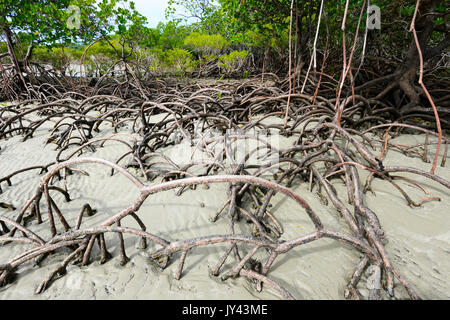 Mangrovenwald, Myall Beach, Cape Tribulation, Daintree National Park, Far North Queensland, FNQ, QLD, Australien Stockfoto