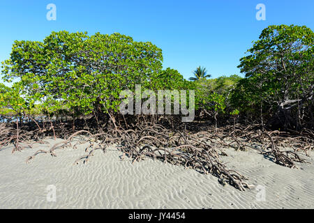 Mangrovenwald, Myall Beach, Cape Tribulation, Daintree National Park, Far North Queensland, FNQ, QLD, Australien Stockfoto