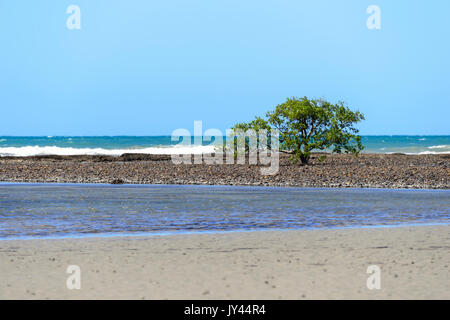 Single Mangrove Tree auf Myall Beach, Cape Tribulation, Daintree National Park, Far North Queensland, FNQ, QLD, Australien wachsenden Stockfoto