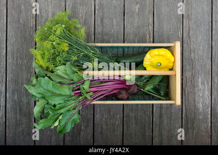 Dill, gelbe Rüben, Gurken, Kürbis und Zucchini frisch gepflückt und in einen Holz und Draht Korb. Die Dill und Rüben werden auf der linken Seite. Stockfoto