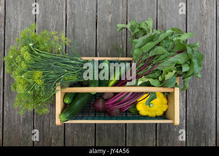 Dill, Rüben, Gurken, gelb Patty pan Kürbis und Zucchini frisch aus dem Garten gepflückt und in einem Holz und Draht Korb gelegt. Von oben gesehen. Stockfoto