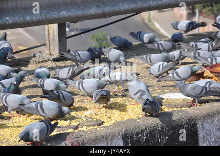 Taube in Neu Delhi, Kabootarbazi, Leidenschaft der Taubenhaltung, Taubenfliegen in einem Park, Ruhepause Taube, gehört, Tauben, gräulich, blau( © Saji Maramon) Stockfoto