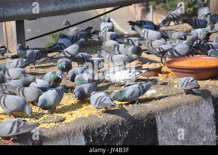 Taube in Neu Delhi, Kabootarbazi, Leidenschaft der Taubenhaltung, Taubenfliegen in einem Park, Ruhepause Taube, gehört, Tauben, gräulich, blau( © Saji Maramon) Stockfoto