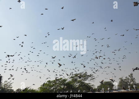 Taube in Neu Delhi, Kabootarbazi, Leidenschaft der Taubenhaltung, Taubenfliegen in einem Park, Ruhepause Taube, gehört, Tauben, gräulich, blau( © Saji Maramon) Stockfoto