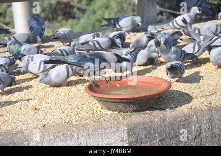 Taube in Neu Delhi, Kabootarbazi, Leidenschaft der Taubenhaltung, Taubenfliegen in einem Park, Ruhepause Taube, gehört, Tauben, gräulich, blau( © Saji Maramon) Stockfoto