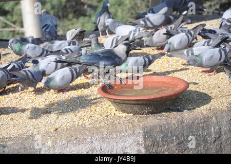 Taube in Neu Delhi, Kabootarbazi, Leidenschaft der Taubenhaltung, Taubenfliegen in einem Park, Ruhepause Taube, gehört, Tauben, gräulich, blau( © Saji Maramon) Stockfoto
