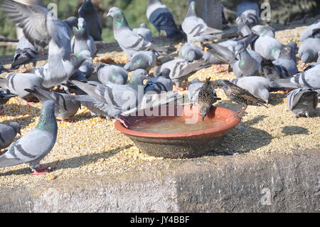 Taube in Neu Delhi, Kabootarbazi, Leidenschaft der Taubenhaltung, Taubenfliegen in einem Park, Ruhepause Taube, gehört, Tauben, gräulich, blau( © Saji Maramon) Stockfoto
