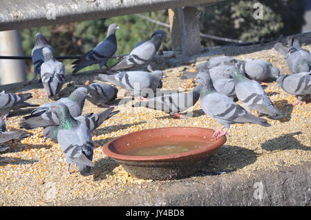 Taube in Neu Delhi, Kabootarbazi, Leidenschaft der Taubenhaltung, Taubenfliegen in einem Park, Ruhepause Taube, gehört, Tauben, gräulich, blau( © Saji Maramon) Stockfoto